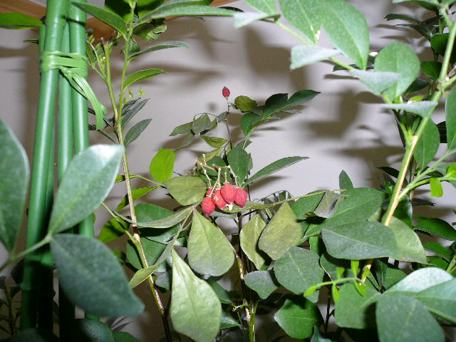 e0028401_1121687.jpg