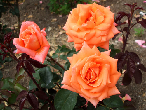 a0027742_2404790.jpg