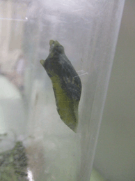 a0085647_627751.gif