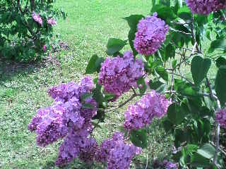 e0120466_213139.jpg