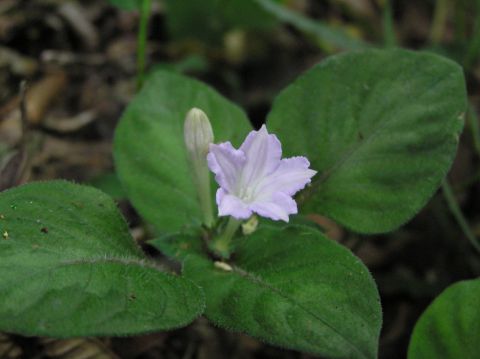 c0042869_20163793.jpg