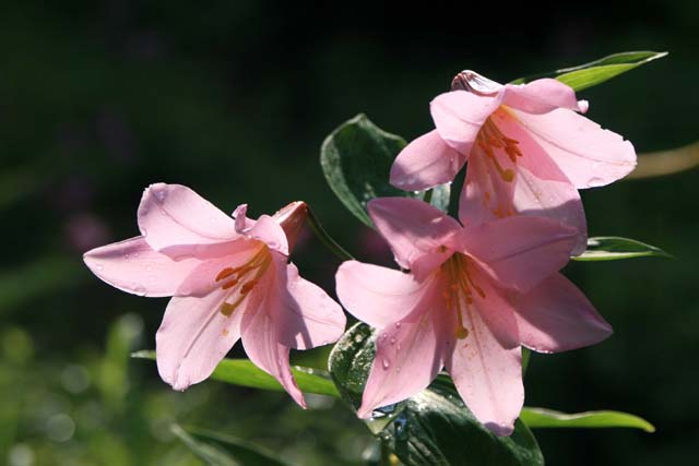 b0099970_1455156.jpg