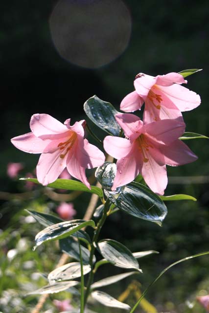 b0099970_1456553.jpg