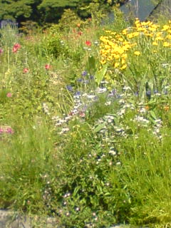 c0035386_16324344.jpg