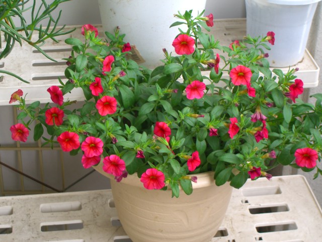 d0067192_11131125.jpg
