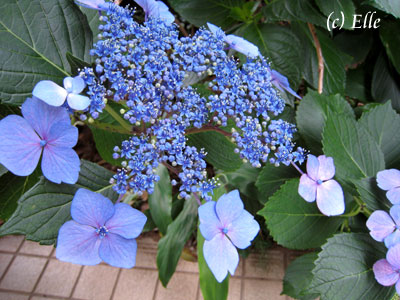 b0000801_2316242.jpg