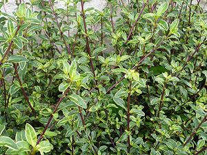 e0099905_174381.jpg