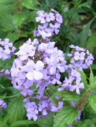 e0046112_5212092.jpg