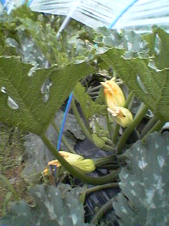 f0049813_21174116.jpg