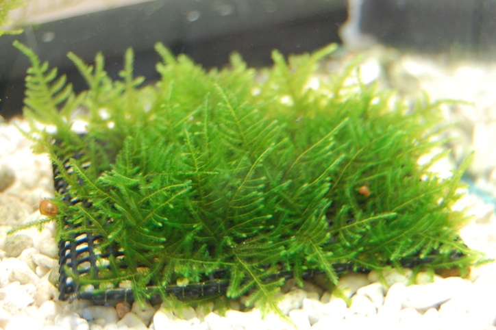 f0137616_1840161.jpg