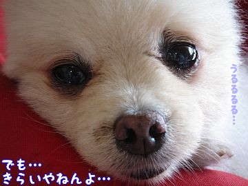 c0087521_12322351.jpg