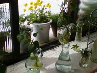 a0070831_843136.jpg