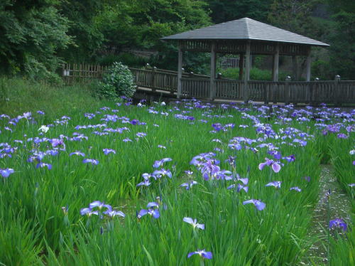 f0094843_1153461.jpg