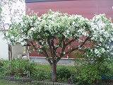 e0004756_21291540.jpg