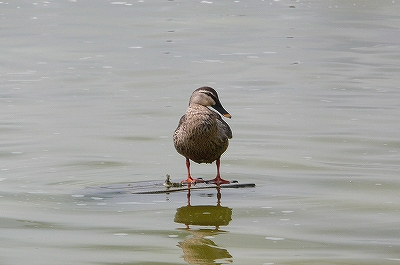 b0013478_12222343.jpg