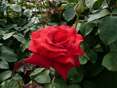 b0013478_13381184.jpg