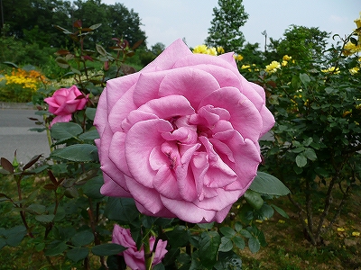 b0013478_1339946.jpg