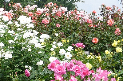 b0013478_13414354.jpg
