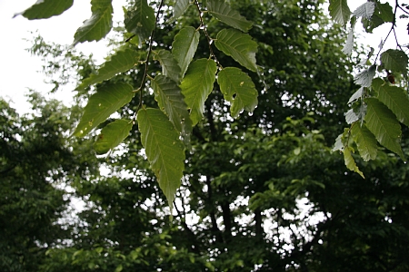 d0108212_2385050.jpg