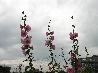 b0053414_21222848.jpg