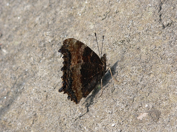 e0002314_203951.jpg