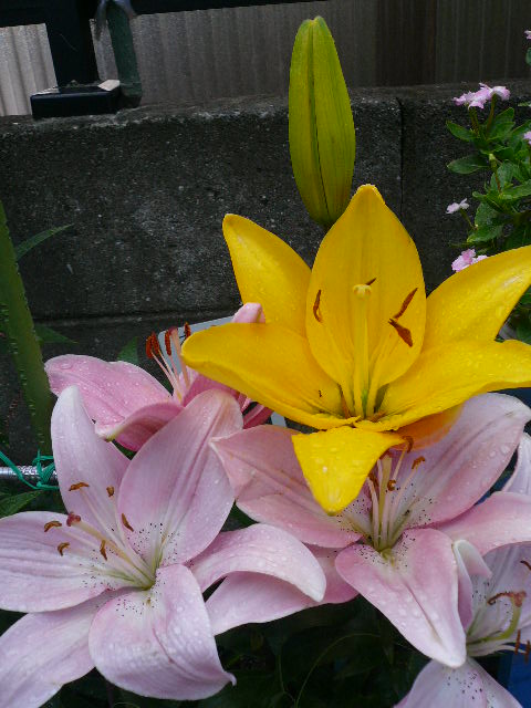 e0026017_2151432.jpg