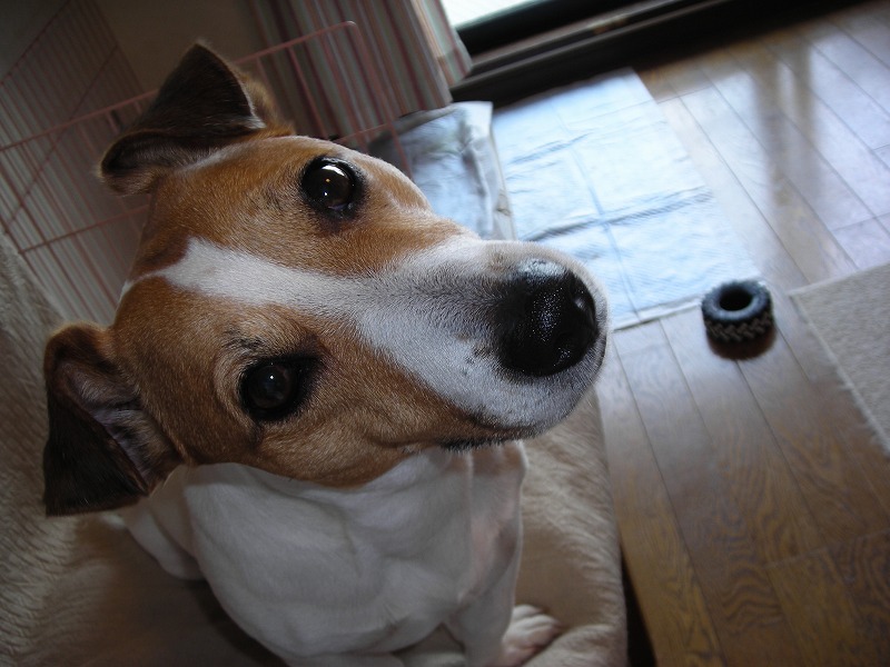 e0121418_235101.jpg
