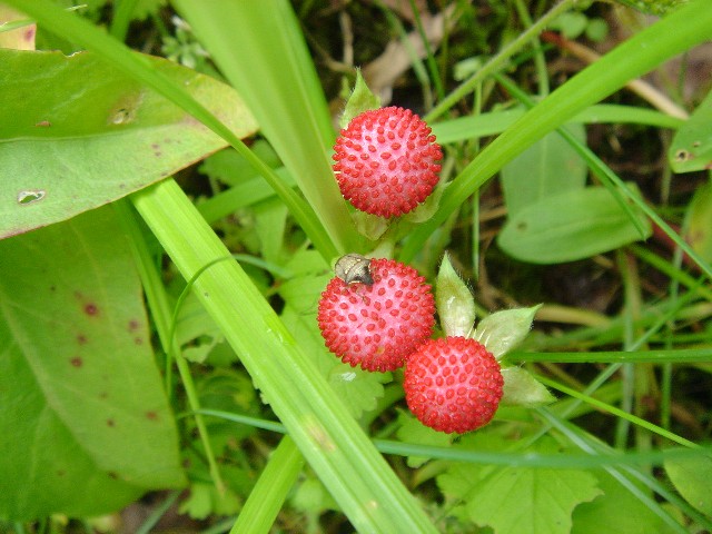 c0003723_19341952.jpg