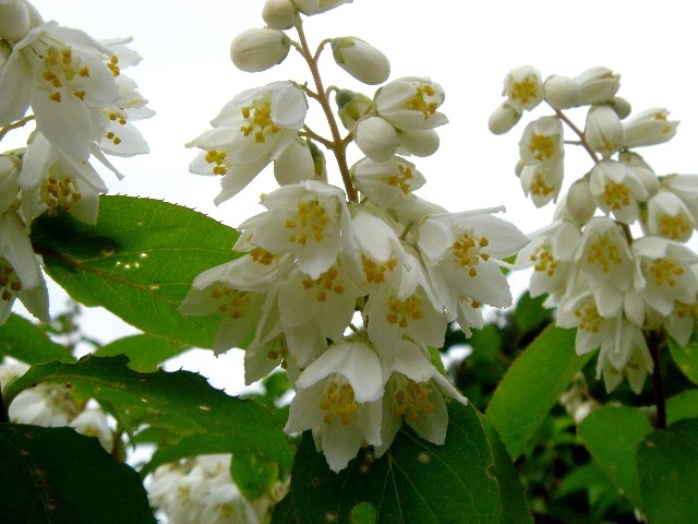 c0003723_19424627.jpg
