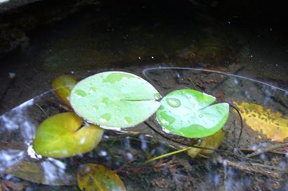 d0053940_2384981.jpg