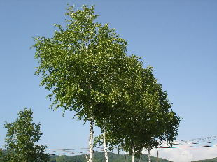 a0065741_1342642.jpg