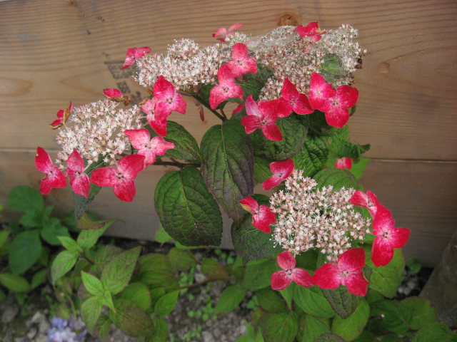 b0097747_1282250.jpg