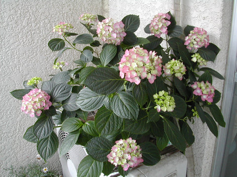 a0088456_12324138.jpg