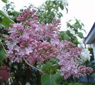 e0004756_20402691.jpg