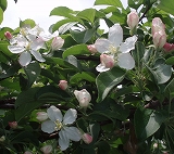 e0004756_2153394.jpg