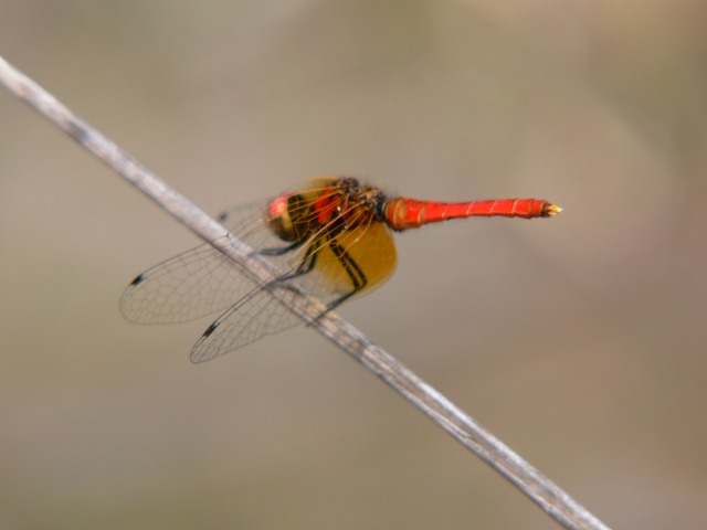 d0094165_9155672.jpg