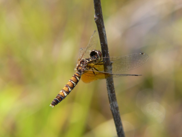 d0094165_9162316.jpg