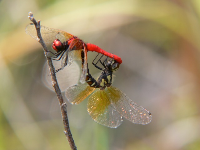 d0094165_9165774.jpg