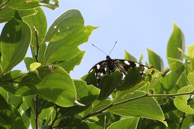 b0088772_20464569.jpg