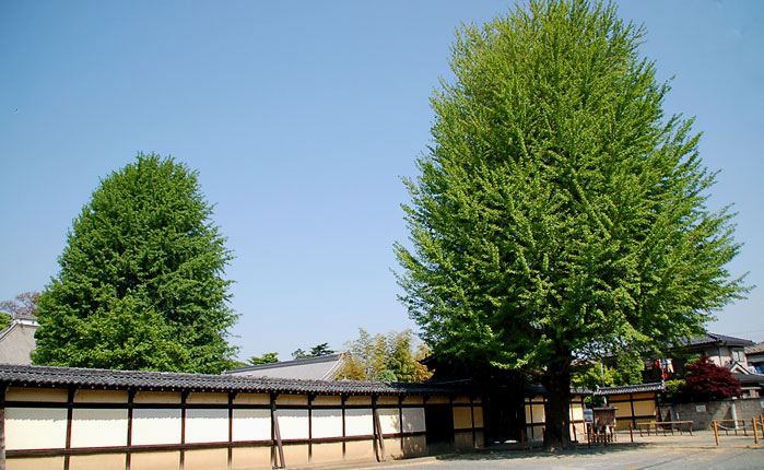 c0009981_518273.jpg