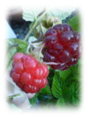 f0008692_2231464.jpg