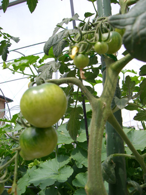 f0070493_10405426.jpg