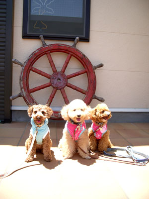 d0003996_160177.jpg