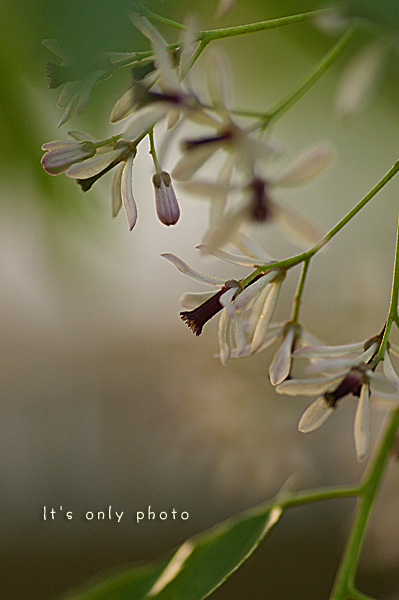 e0008800_035145.jpg