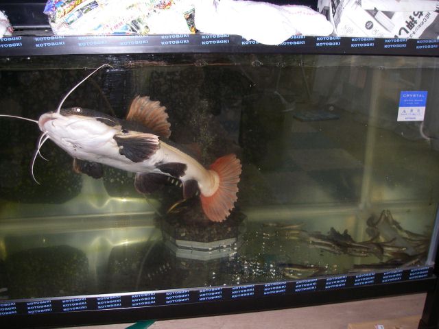 e0010301_1530591.jpg