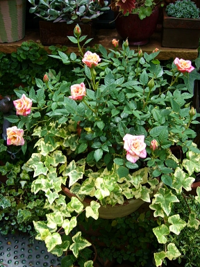 f0065604_21223175.jpg