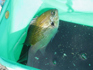 名前がわかりませんが鯛のようにも見える魚です。ビニールのミニばけつの中で泳いでいます。