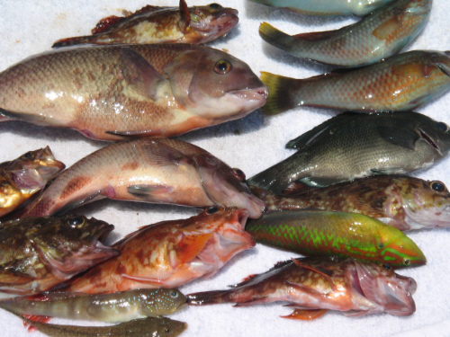 大小様々な種類の魚を並べて撮った一枚。一際大きいのがこぶダイです。