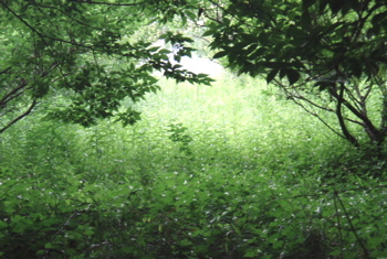 c0040244_20525352.jpg