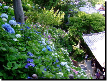 6月11日長谷寺